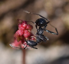 Aphaenogaster senilis