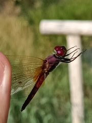 Trithemis annulata