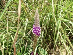 Uraria crinita