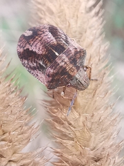 Homaemus aeneifrons