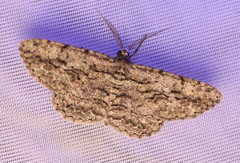 Anavitrinella pampinaria