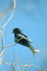 Dicrurus adsimilis apivorus