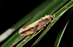 Atomotricha isogama