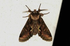 Allophyes oxyacanthae