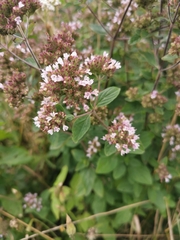 Origanum vulgare
