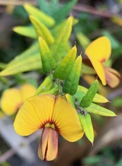 Bossiaea cinerea
