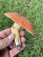 Tylopilus balloui