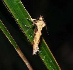 Atomotricha isogama
