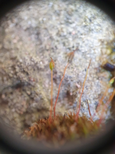 Image of Geheebia tophacea by no rights reserved