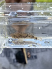 Cottus girardi