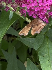 Polygonia comma