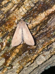 Mythimna unipuncta