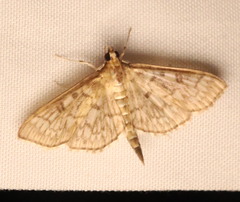 Herpetogramma pertextalis