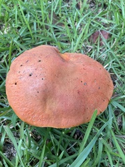 Tylopilus balloui
