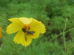 Apis dorsata breviligula