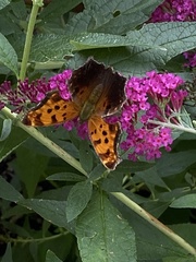 Polygonia comma