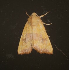 Atethmia centrago