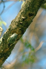 Pogoniulus chrysoconus