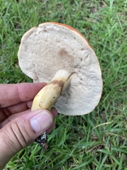 Tylopilus balloui