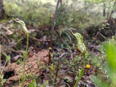 Pterostylis barbata