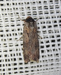 Agrotis munda