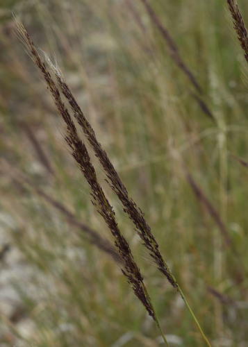 Melinis minutiflora