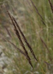 Melinis minutiflora