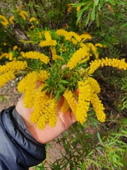 Acacia drummondii