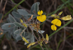 Cajanus confertiflorus