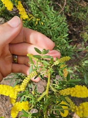 Acacia drummondii