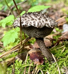 Strobilomyces strobilaceus