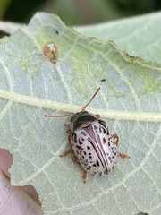 Calligrapha multipunctata