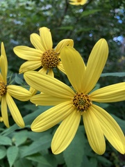 Helianthus decapetalus