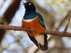 Lamprotornis superbus