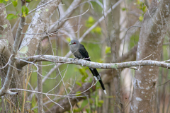 Phaenicophaeus tristis