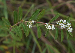 Euphorbia bifida