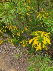 Acacia drummondii