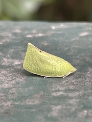 Flatidae