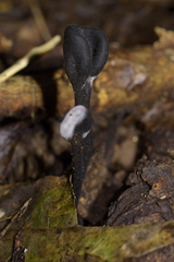 Trichoglossum