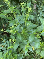 Verbesina occidentalis
