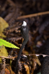 Trichoglossum