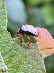 Calligrapha multipunctata