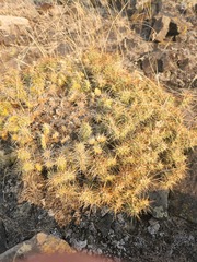 Opuntia × columbiana