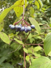 Cornus amomum