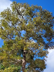 Zeyheria tuberculosa