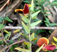 Bossiaea cinerea