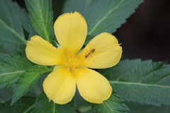 Oecophylla smaragdina