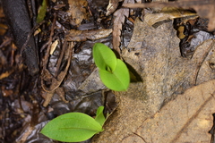 Chiloglottis cornuta