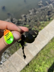 Cipangopaludina chinensis