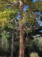 Zeyheria tuberculosa